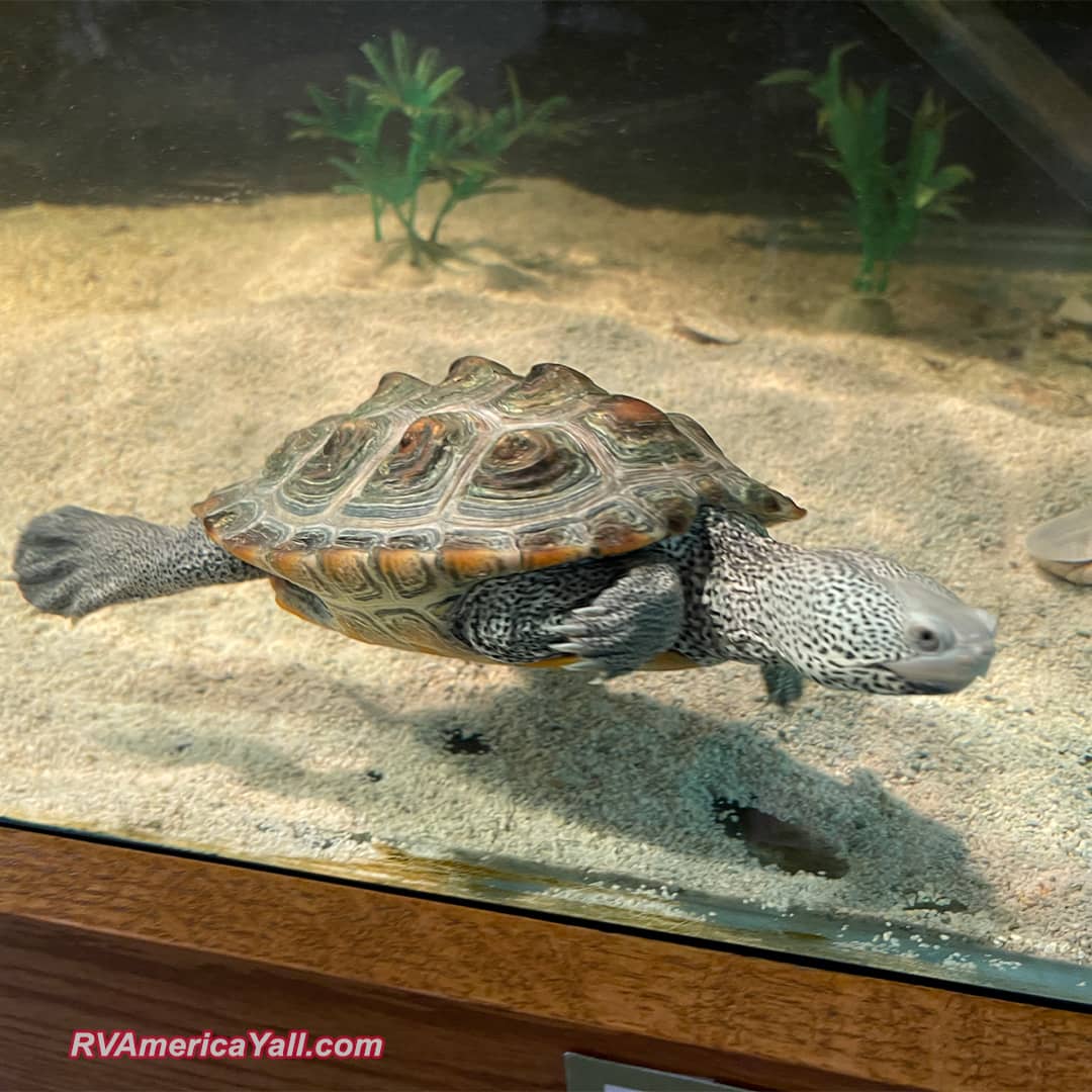 Sea Turtle in the Nature Center