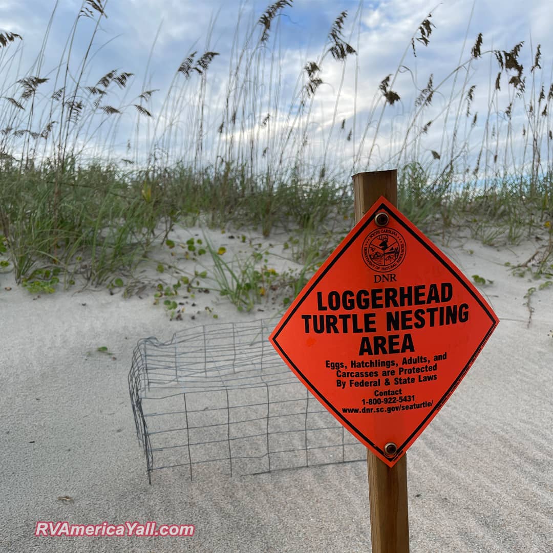 Watch for Sea Turtle Nests