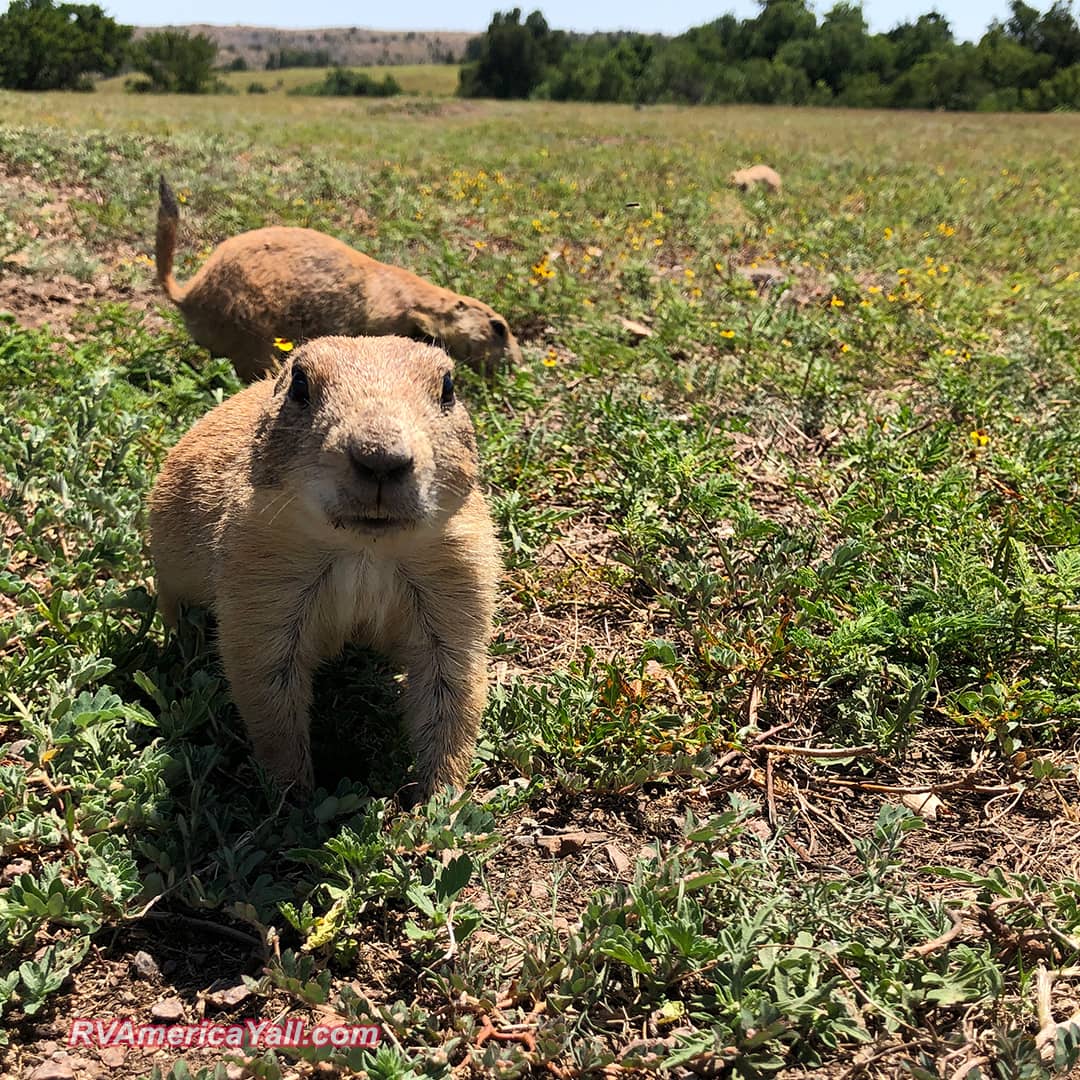 Friendly Prairie Dog