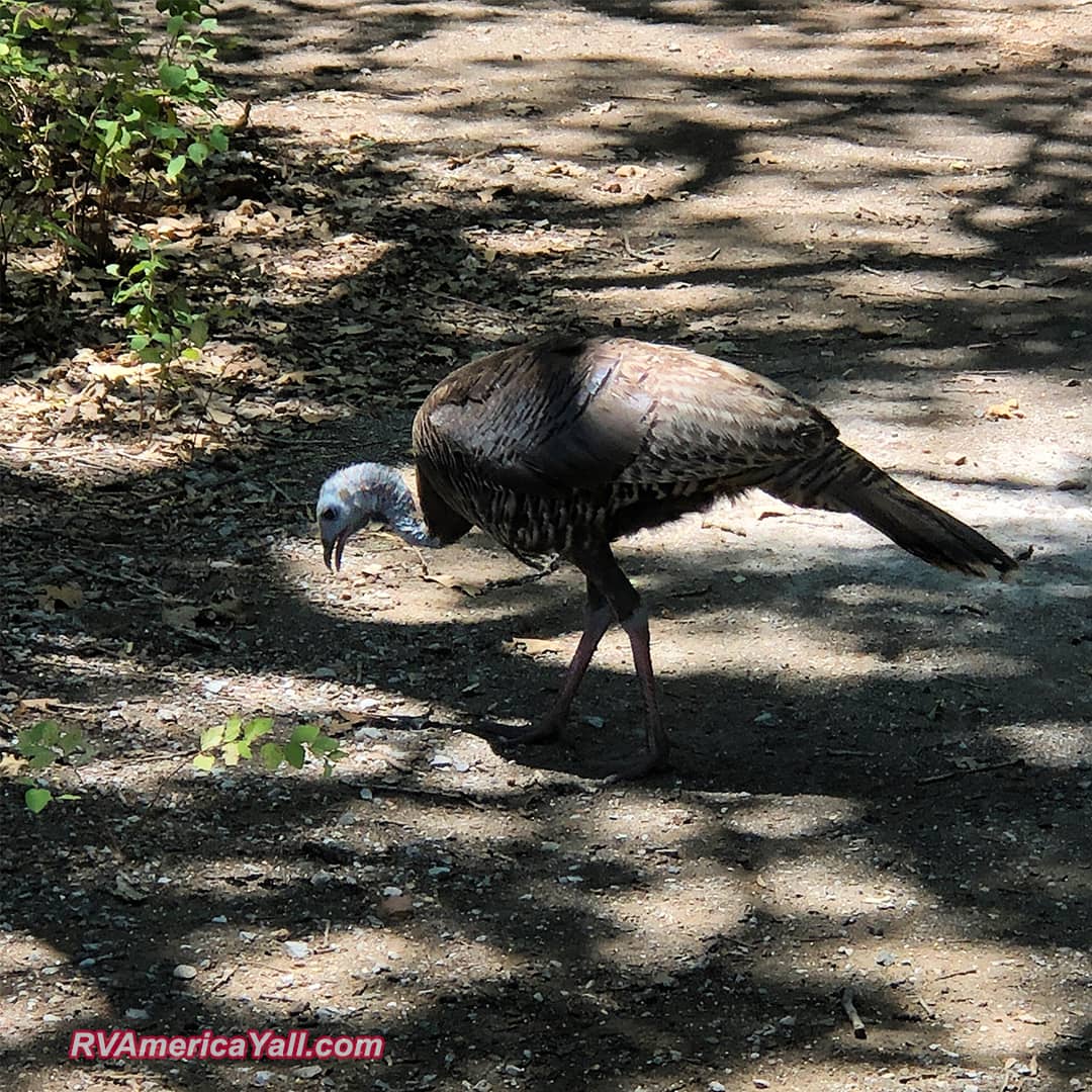 Wild Turkey