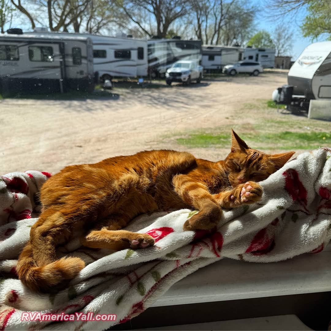 Astro Laying in a Sunny Window