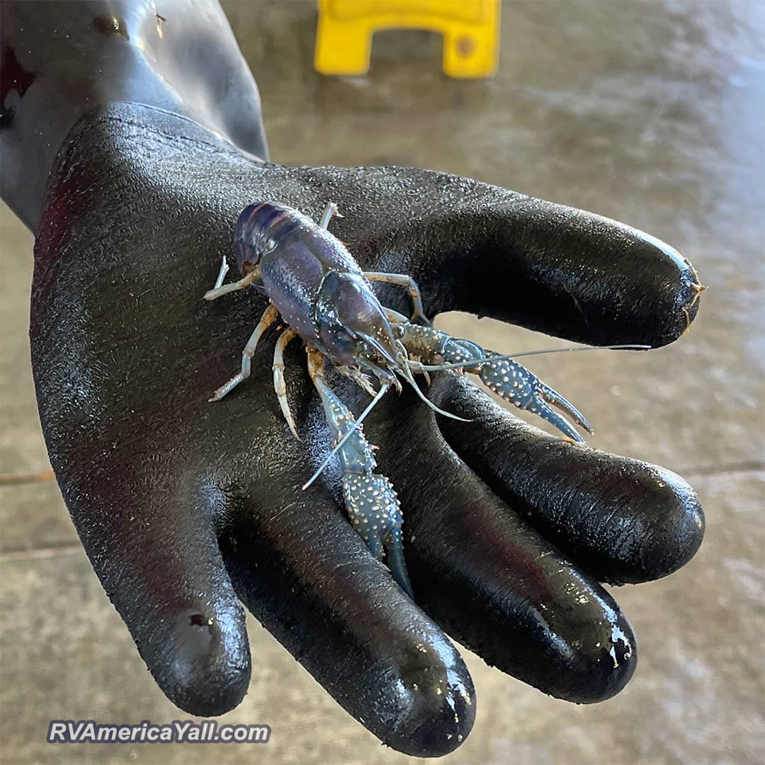 Blue Crawfish