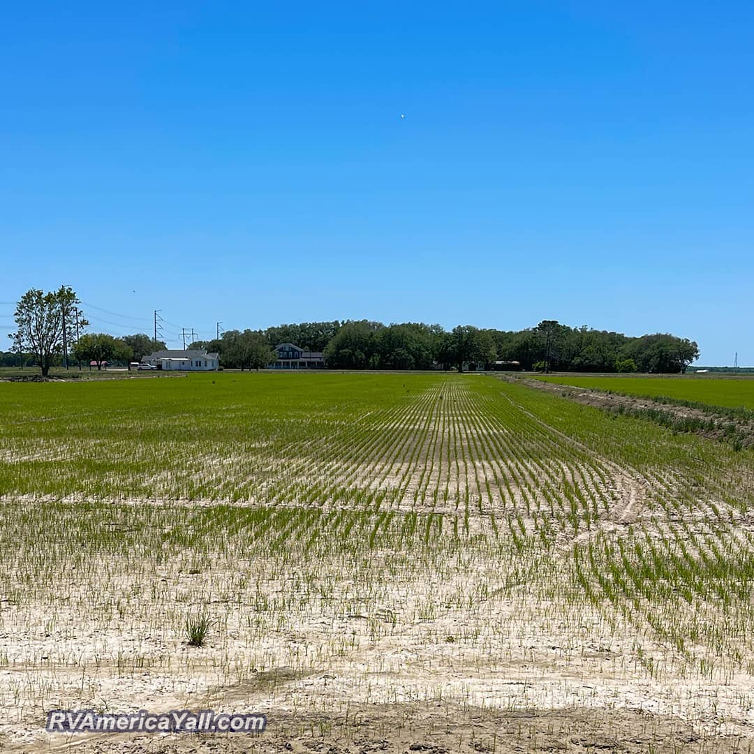 Rice Crops