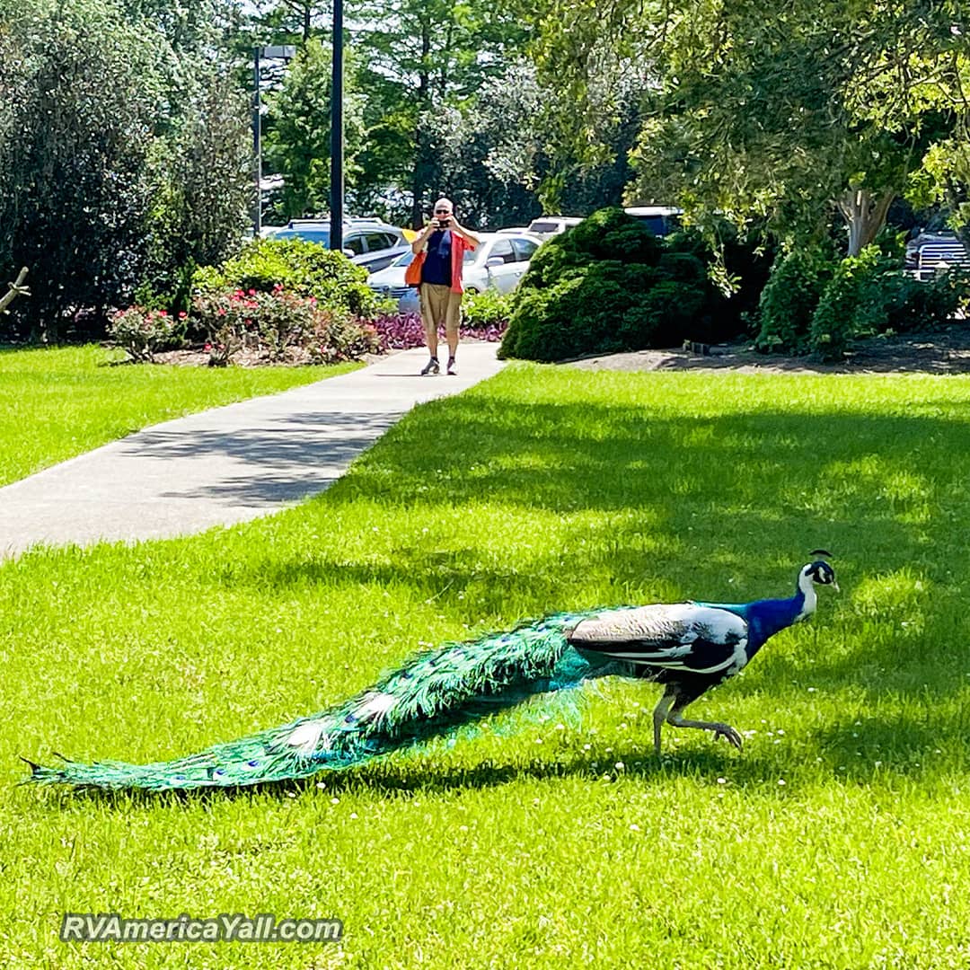 Peacock at Jefferson Island