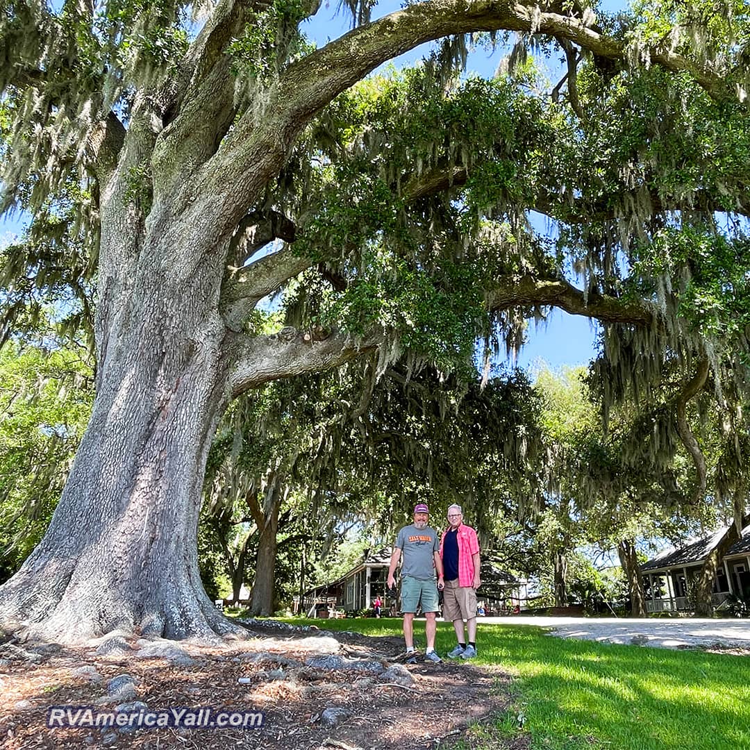 Tom and Bill Under a HUGE Tree