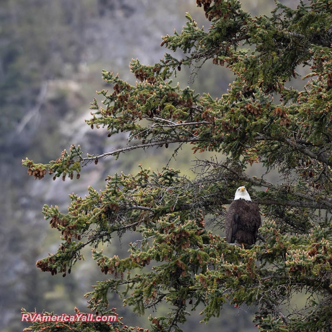 Eagle in a tree