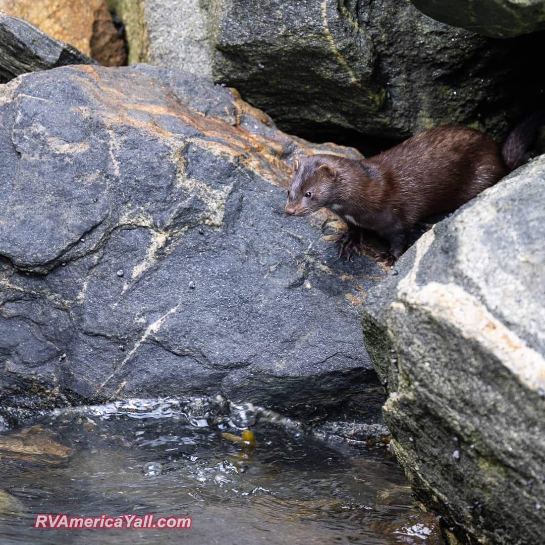Is this a mink?