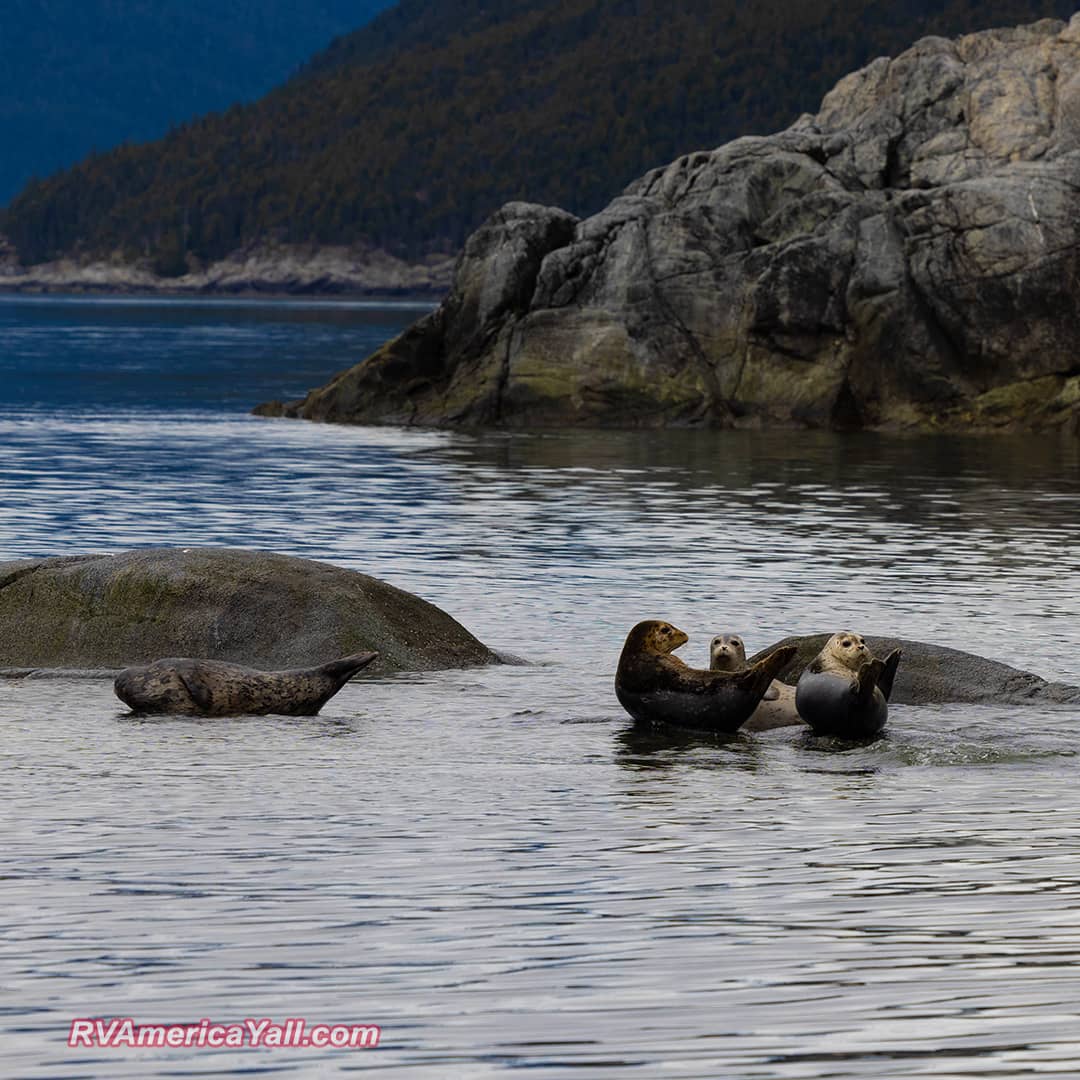 Harbor Seals