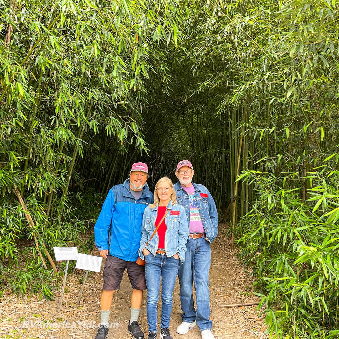 Bamboo Forest on Avery Island