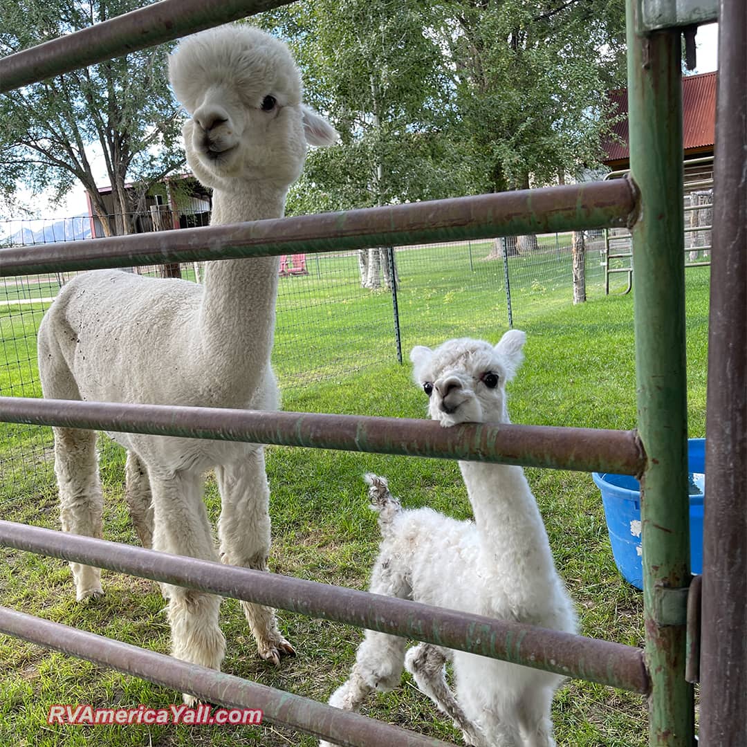 Mama Alpaca and Her Baby